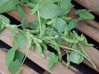 DSCN9335e枝豆.jpg